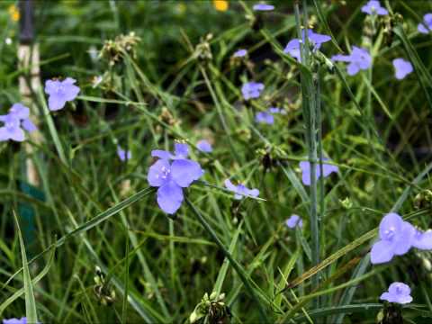 Tradescantia x andersoniana - Spiderwort
