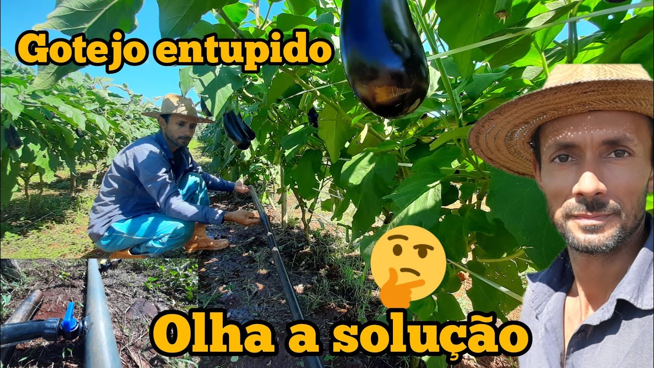 Gotejo entupido testando uma nova solução para irrigação localizada.