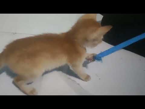 lovely lovely 🐈 cat