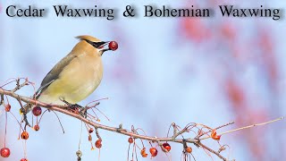Cedar Waxwing and Bohemian Waxwing