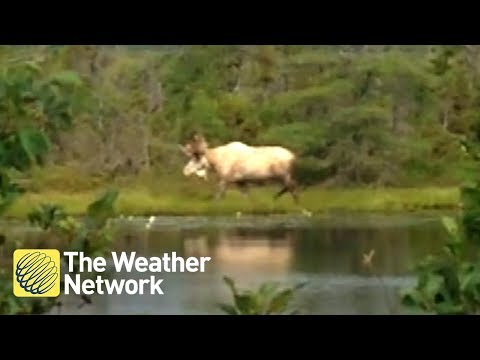 Canadian Woman Spots A Rare Piebald Moose And Has The Sweetest, Most Canadian Reaction To It