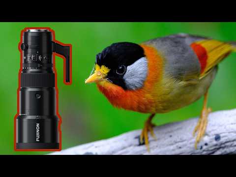 Medium Format BIRD PHOTOGRAPHY