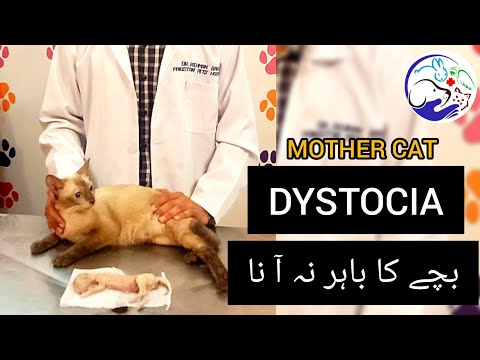 DYSTOCIA IN CAT | DELIVERY PROBLEM IN CAT