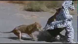 Chris & Steve O 'Hiding in Zebra Suits (Pride of Lions attack)
