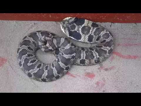 Eastern Hognose Snake huffing and puffing