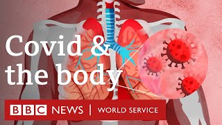 What does Covid-19 do to the body? - BBC World Ser