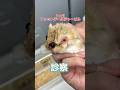 両目が飛び出てる7ヶ月のファットテールジャービルが動物病院にやって来た！