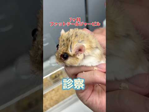 両目が飛び出てる7ヶ月のファットテールジャービルが動物病院にやって来た！