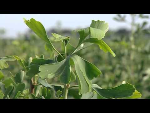 Ginkgo - Baum des Jahrtausends - Dokumentation Odyssee eines Wunderbaums HDTV