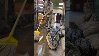 Darth Gator is always Making a Mess😅🐊 by Prehistoric Pets TV