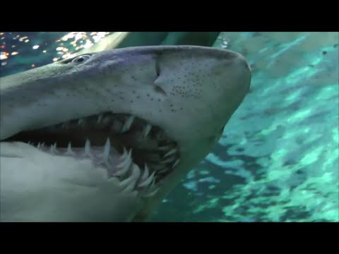 Океанариум в Торонто