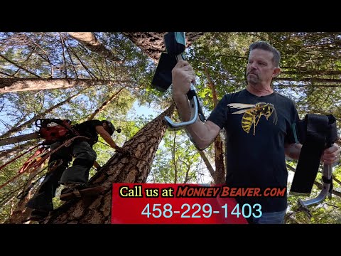 My First Tree Removal Kit (and the Hornets That Tried to Stop Me)