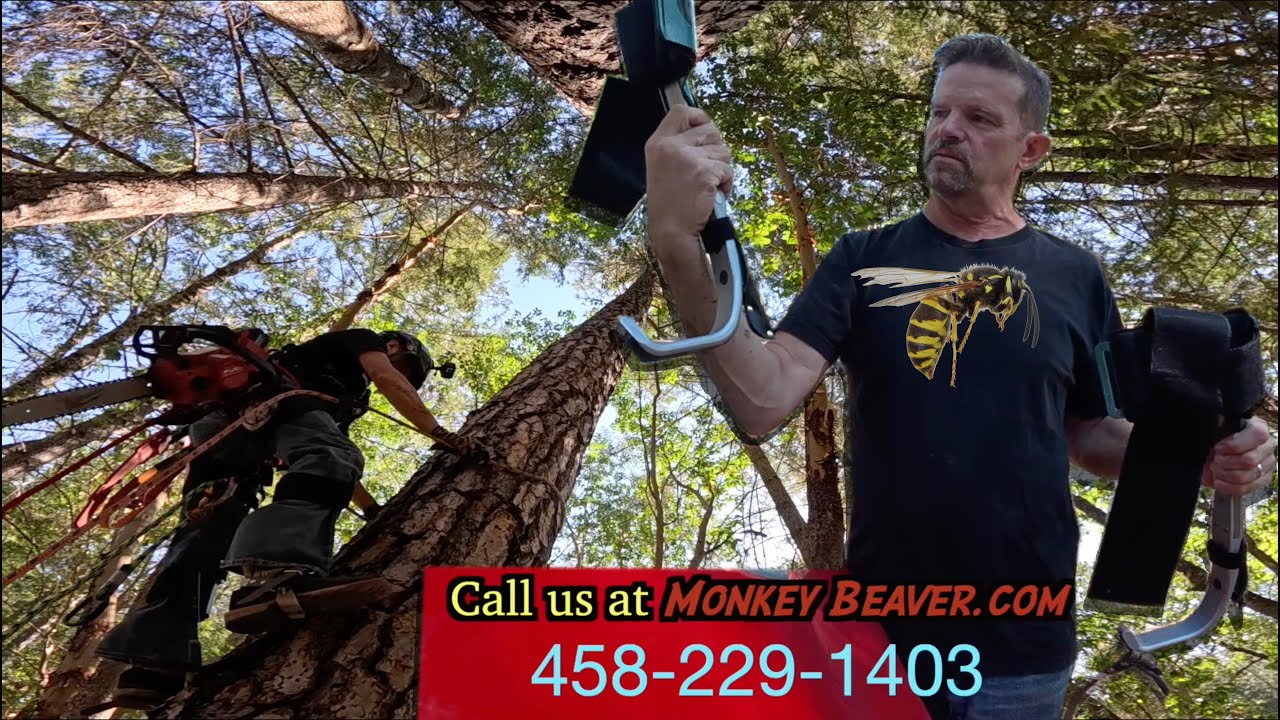 My First Tree Removal Kit (and the Hornets That Tried to Stop Me)