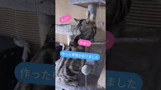 # #猫のいる暮らし #ねこ #cute#cat