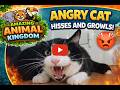 Angry Cat Hisses And Growls 2021