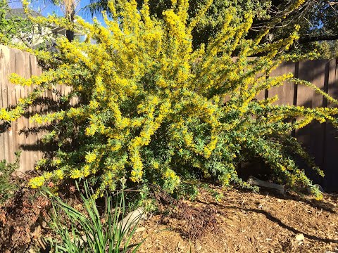 Nevin’s Barberry, St. Catherine’s Lace Buckwheat Cluster - Inland Native Garden - Ep.07