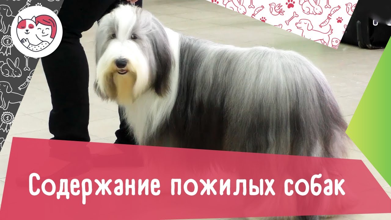 5 правил содержания пожилых собак