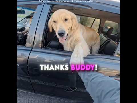 Would you accept a gift from this dog? 🐶❤️