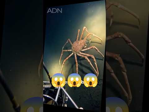 Kepiting Ini Punya Capit Lebih Kuat dari Gigitan Singa 😱