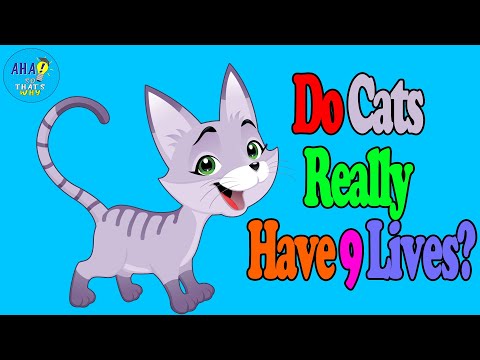 Why Are Cats Believed to Have 9 Lives?