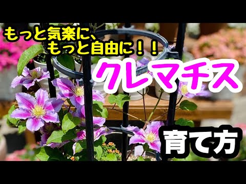 園芸 クレマチス「ドクター・ラッペル」