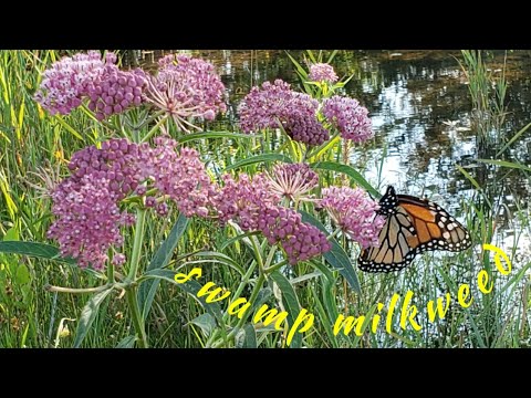 Swamp milkweed - the Monarch plant