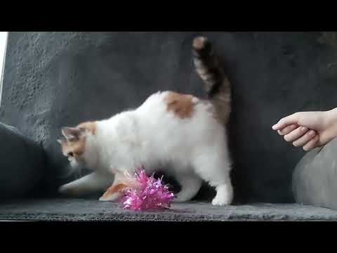 Exotic kittens cat Shorthair (can deliver) - Image 2