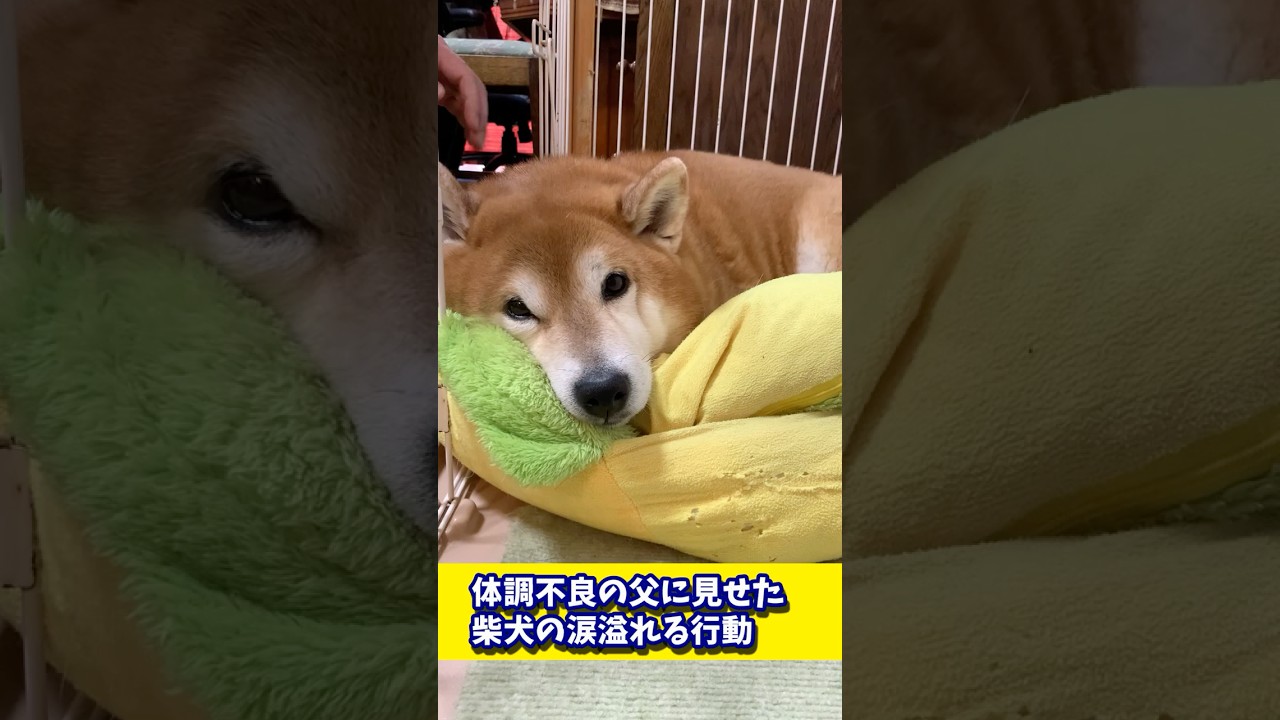 体調不良の父に見せた柴犬の涙溢れる行動#shibadog #柴犬 #sibainu  #犬のいる生活 #shorts