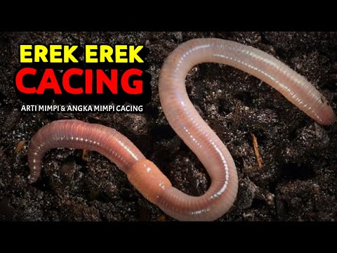 EREK EREK CACING 2D 3D 4D & ARTI MIMPI TENTANG CACING