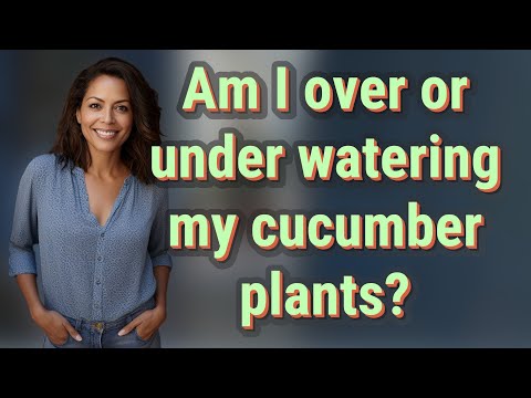 Am I over or under watering my cucumber plants?