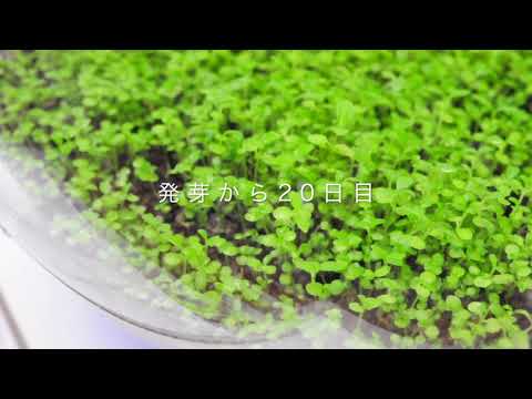 水草の植え方は？正しい選択をするために知っておくべきことすべて!  庭園