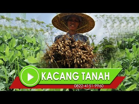 Anda dapat kembali potensi Tekanan libido potensi