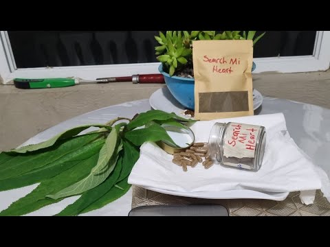 9 Health Benefit of The Jamaican Search Mi Heart Plant ❤️ 💙 💜 💖