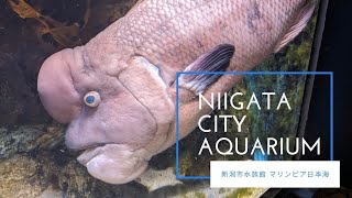 新潟市水族館 マリンピア日本海 JAPAN  Niigata City Aquarium