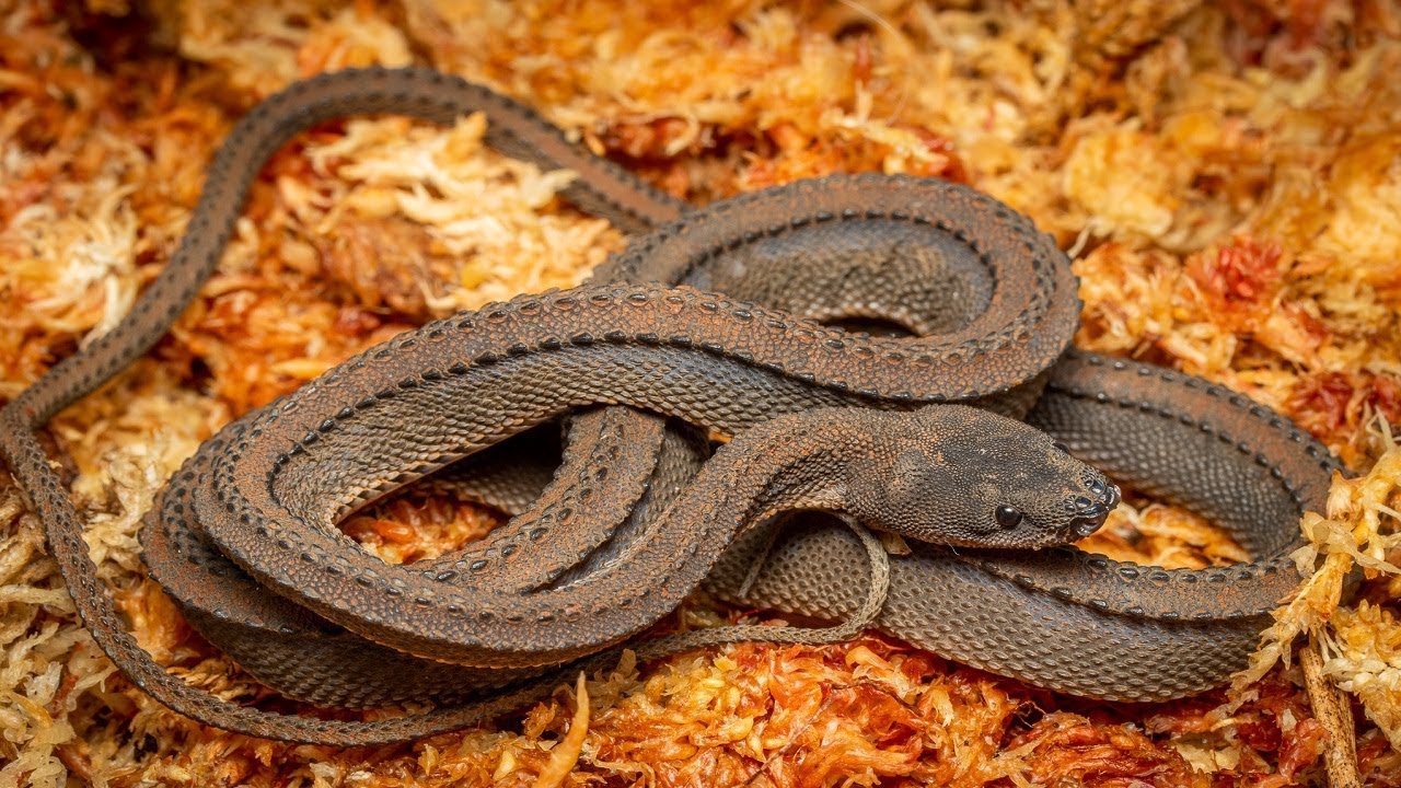 DRAGON SNAKE  #Xenodermus javanicus