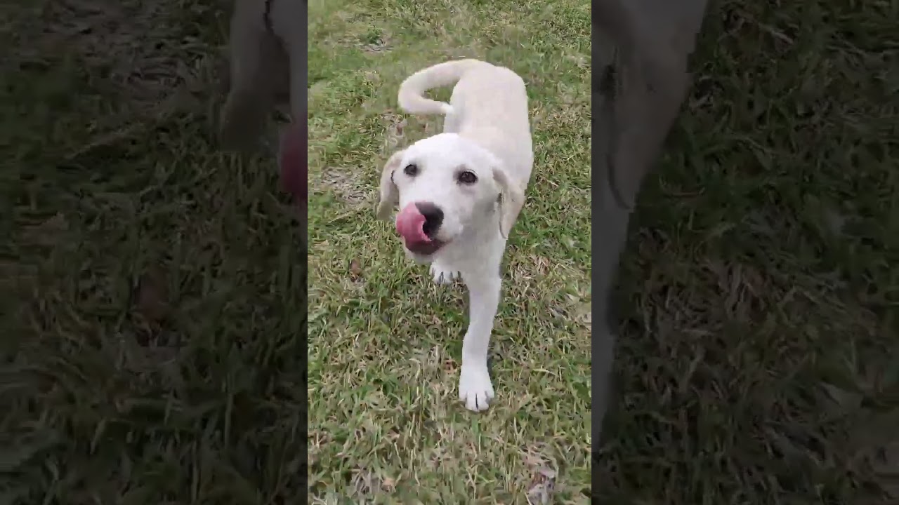 Enlarge Marley, an adopted Labrador Retriever in Kennewick , WA video 5/6