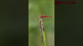 Dragonflly Blinking Eyes