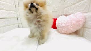 ポメラニアンの動画01