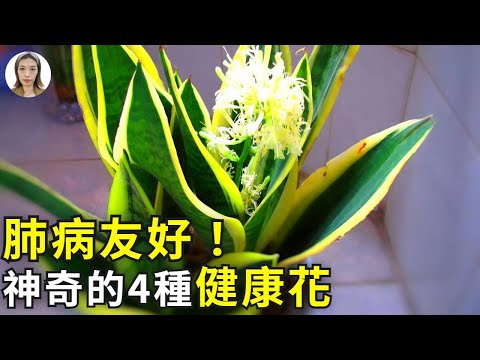 可以背的花