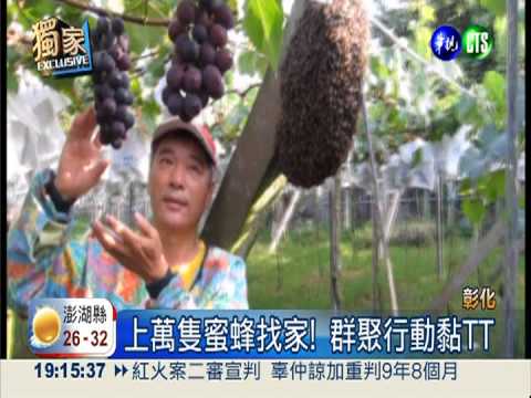 上萬蜜蜂"串連"! 葡萄農險誤摘