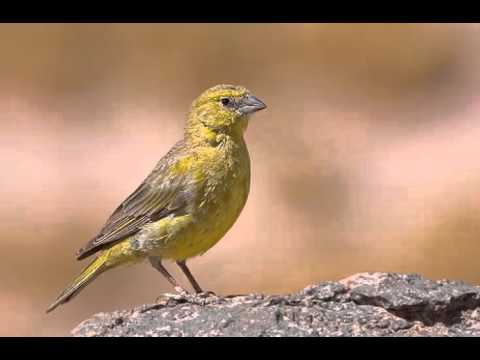 Šafranka olivová (Sicalis olivascens) — spev a hlas v prírode