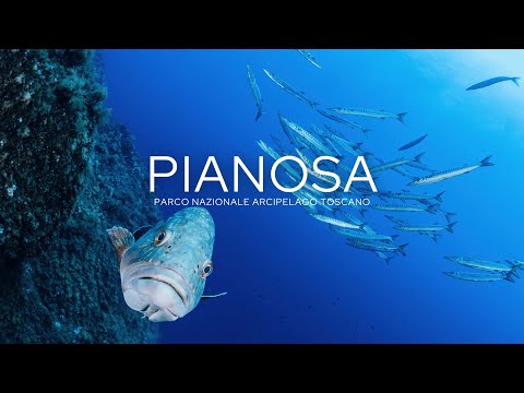 PIANOSA: un'immersione subacquea da SOGNO