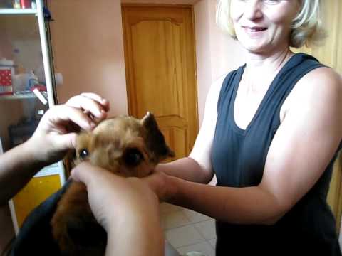 Gluing and Setting  Airedale Ears