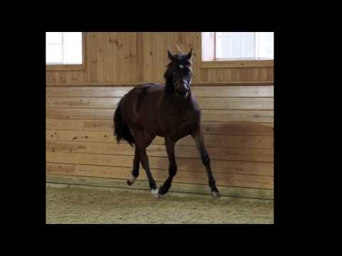 Ma Jolie (Millennium x Rosenkonig)