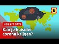 Hoe groot is de kans dat je huisdier corona krijgt? | Omroep Brabant