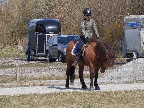Icelandichorse lesson 17/4/2021 with Palli Sæmundsson | Our first lesson ever