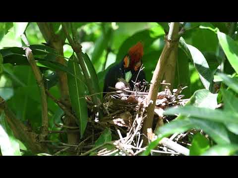 Rough-crested malkoha