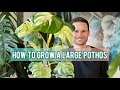 LARGE POTHOS - Care Tips & Plant Spotlight - Epipremnum 'Manjula'