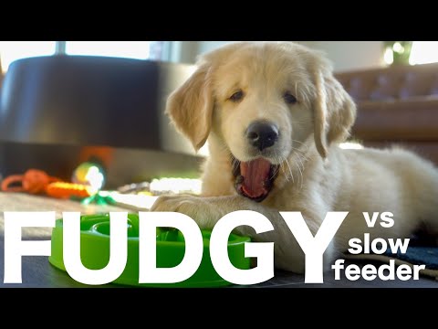 ゴールデンレトリバーの子犬のファッジーとスローフィーダー (Fudgy, the Golden Retriever Puppy vs Slow Feeder)