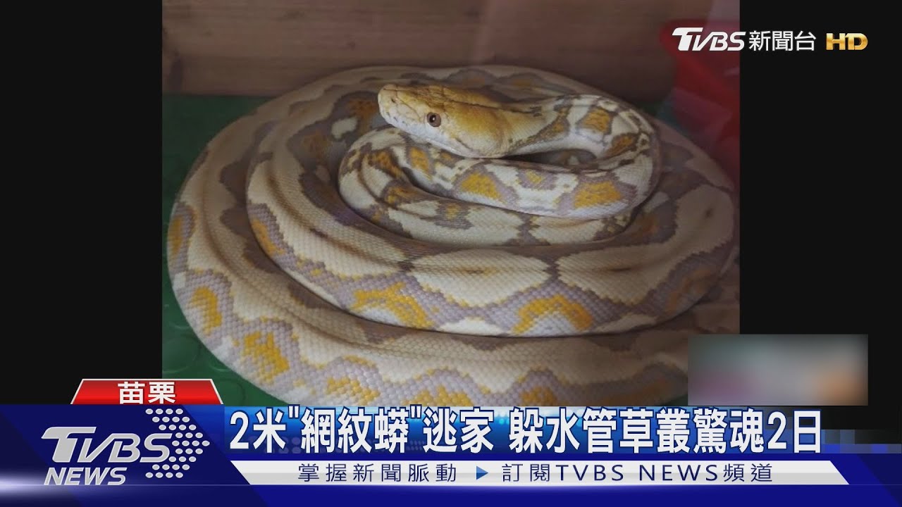 網紋蟒失蹤驚魂!2公尺巨蟒逃家 躲水管草叢幸已尋回